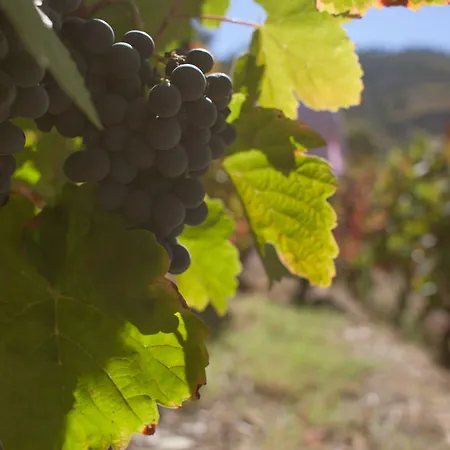 Ξενοδοχείο Rural Da Quinta Do Silval